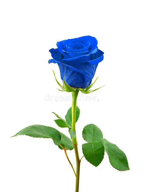 Blue rose stock image. Image of floral, green, gift, color - 9825771