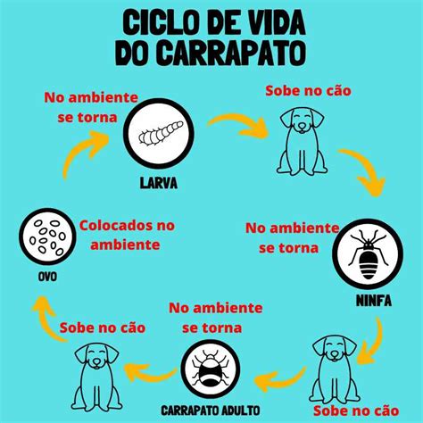 Ciclo De Vida Dos Carrapatos