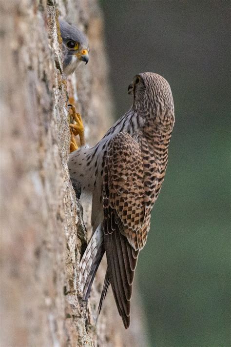 Couple de faucons crécerelles Falco tinnunculus Loïc JarlÉGant Flickr