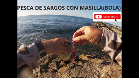 COMO PESCAR SARGOS CON MASILLA YouTube