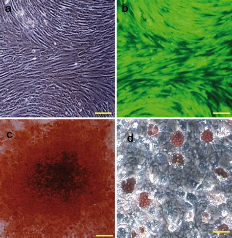 Characterization Of Isolated Mscs A Morphology Of Gfp Mscs By Download Scientific Diagram