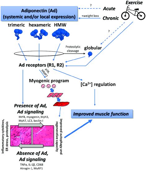 Proposed Relationships Between Adiponectin Exercise And Skeletal