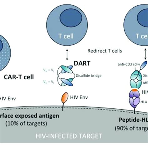 Schematic Showing Chimeric Antigen Receptor Car T Cell Dual