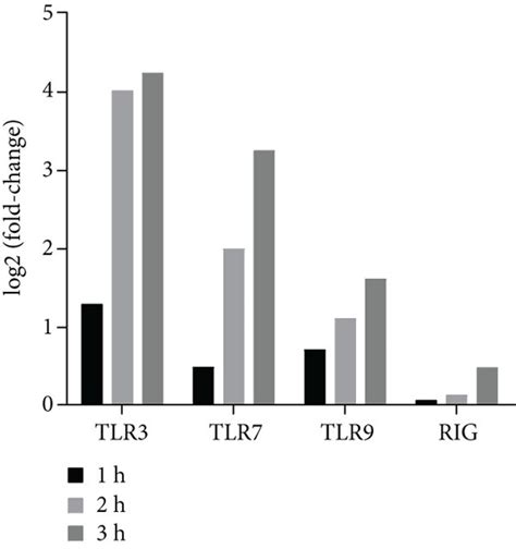 Constitutive And BD 2 Induced TLR3 TLR7 TLR9 And RIG I MRNA And