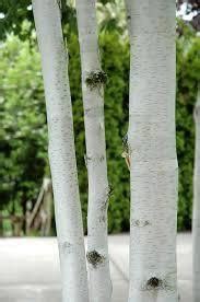 Himalayan Birch Tree Profile by Kuenzi Turf & Nursery