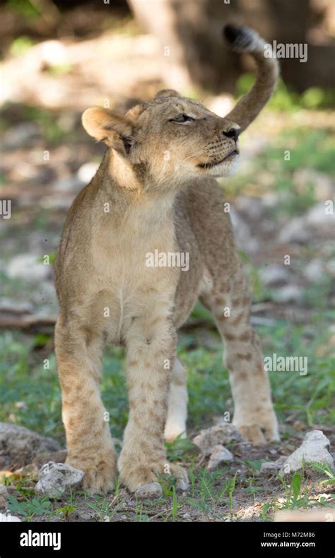 African lion cub Stock Photo - Alamy