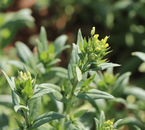 Planta de Camelina sativa en floración Download Scientific Diagram