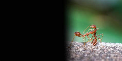 Top Ant Species In San Antonio And How To Control Them Urban Texas