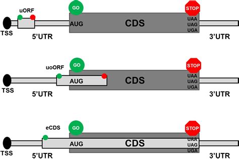 Frontiers Common And Rare Utr Variants Altering Upstream Open