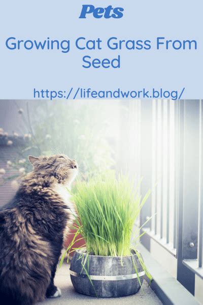 Growing Cat Grass From Seed