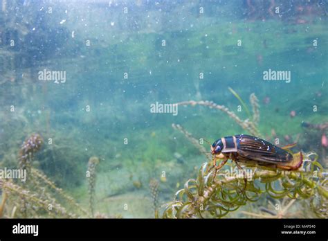 Great Diving Beetle Dytiscus Marginalis Adult Female Doncaster