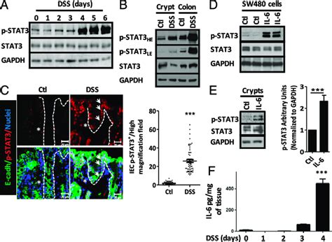 Il 6 Activates Stat3 In Colonic Iecs A Phospho Stat3 Y705 And