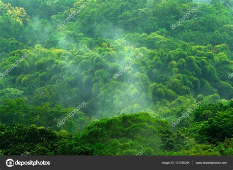 Forest during rainy day — Stock Photo © OndrejProsicky #131395084