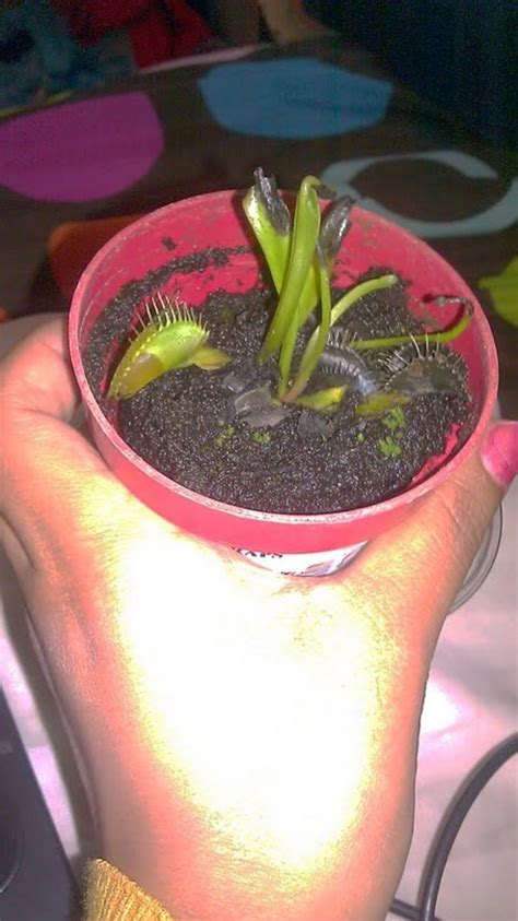 My Venus Fly Trap Is Dying