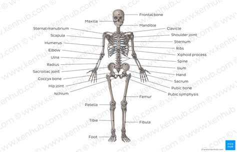 Skeletal System Diagram - exatin.info