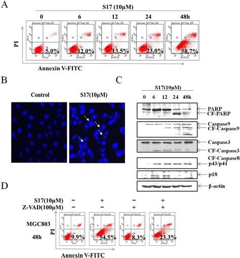 S17 Induced Apoptosis In MGC803 Cells A S17 Induced Cell Apoptosis