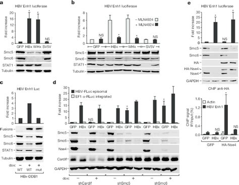 HBx Stimulates Reporter Gene Activity By Degrading Smc5 6 To Prevent