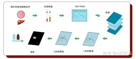 从实验原理吃透Western Blotting 知乎