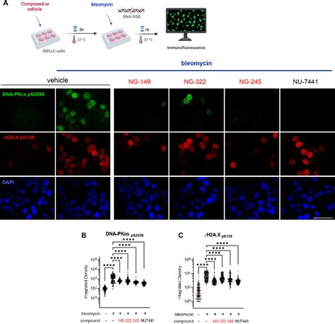 Figure From Kudna Binding Inhibitors Modulate The Dna Damage