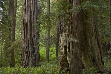 California Redwood Forest stock image. Image of forestry - 28948037