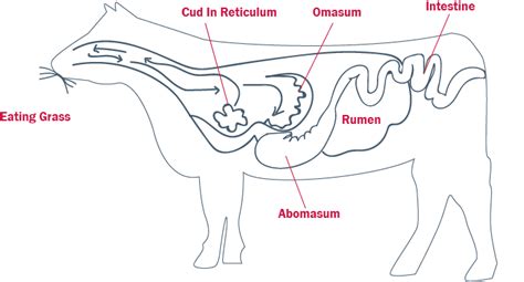 Basic Ruminant Anatomy - AgSolutions