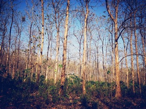 Bojonegoro, hutan jati! | Hutan, Indonesia, Muson
