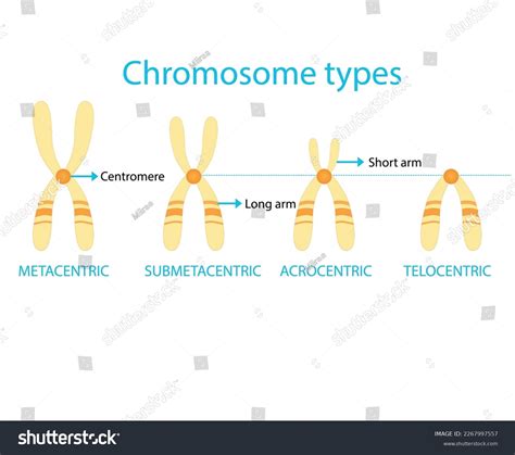 Types Chromosomes By Location Centromere Stock Vector Royalty Free 2267997557 Shutterstock