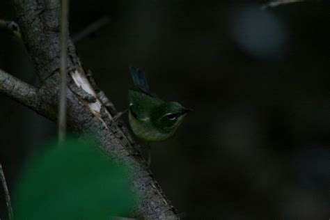 Female Black-throated Blue Warbler | Burlington Ontario Birder