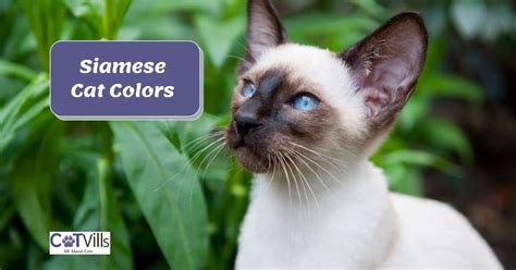 16 Siamese Cat Colors Revealed: From Traditional to Modern