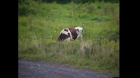 Captivating Red Hot Vixen Craves Big Cock Episode Blowjob Blowjob Porn XHamster