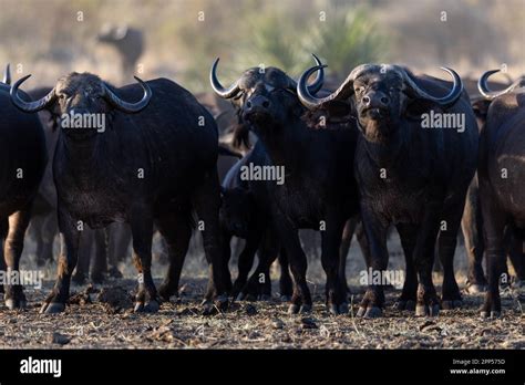 Meru National Park Cattle Hi Res Stock Photography And Images Alamy