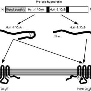 Schematic Depiction Of Hypocretin Orexin System Hypocretin Orexin A