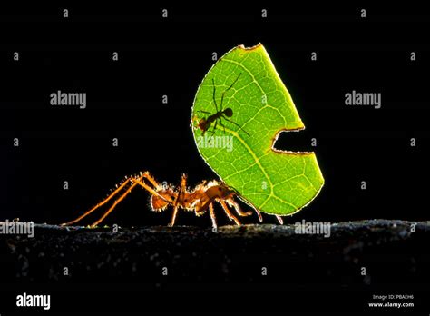 Leafcutter ant fungus garden hi-res stock photography and images - Alamy