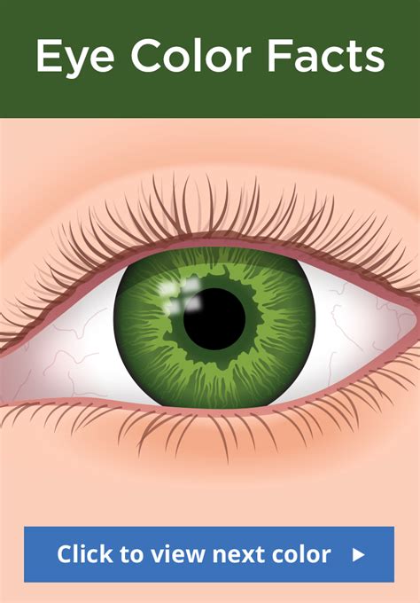 The Human Eye Color Chart Eye Color Chart Eye Color Eye Color Facts