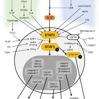 Schematic And Simplified Depiction Of Selected Pathways And Factors