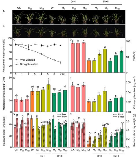 Frontiers | Exogenous Melatonin Alleviates Oxidative Damages and ... 
