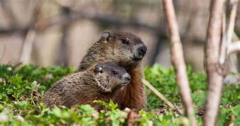 Groundhog Behavior - AnimalBehaviorCorner