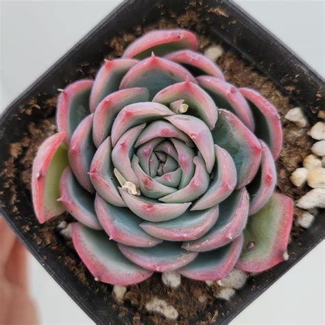 Echeveria Siloutte 65 DK Succulents Korea Rare Korean Succulents