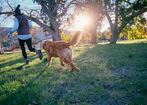 Cómo Debo Entrenar A Mi Perro Para Correr