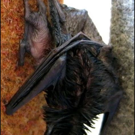 Adult Female Common Pipistrelle Pipistrellus Pipistrellus With Her