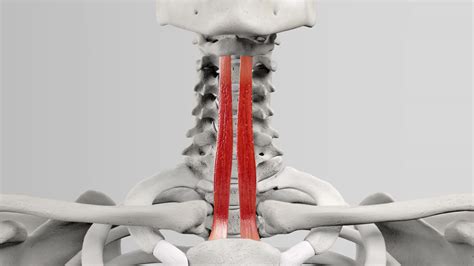 Musculus Sternohyoideus DocCheck