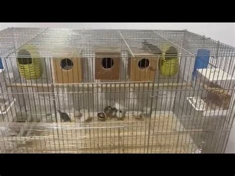 Zebra Finches 2 Pairs Become 13 Birds After 40 Days YouTube