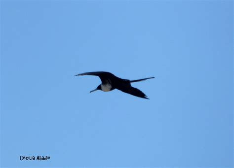 Fregata Magnificens Tesourao Fragata Hembra Female Flickr