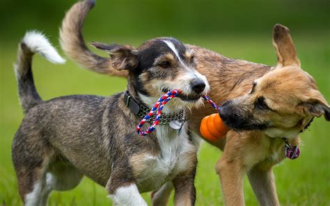 Pictures dog 2 Animals 1920x1200