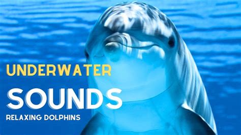 Dolphin Underwater Sounds Relaxing Music YouTube