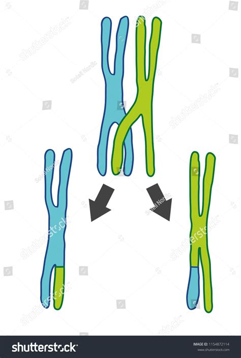 162 Crossing Over Genetics Images, Stock Photos & Vectors | Shutterstock