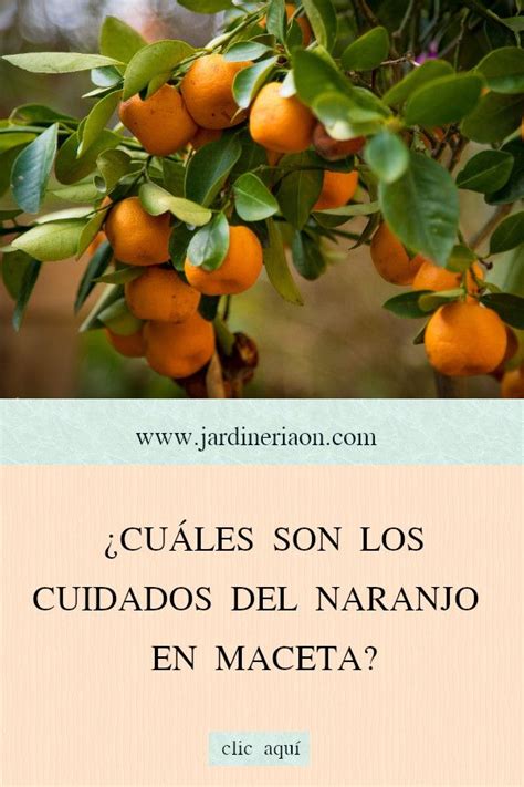 Cuidados Del Naranjo En Maceta Maceta Arboles Frutales Frutales