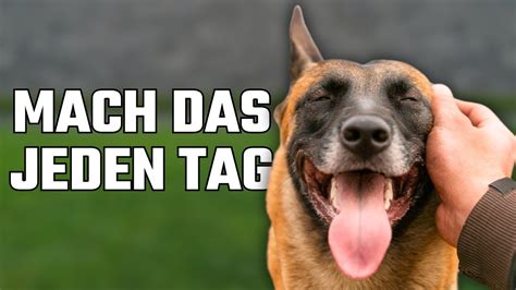 So Wird Dein Hund DICH Mehr Lieben Wissenschaftlich Bewiesen YouTube