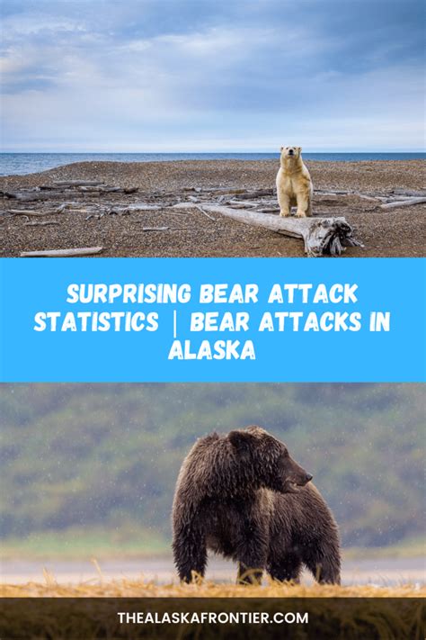 Surprising Bear Attack Statistics | Bear Attacks In Alaska