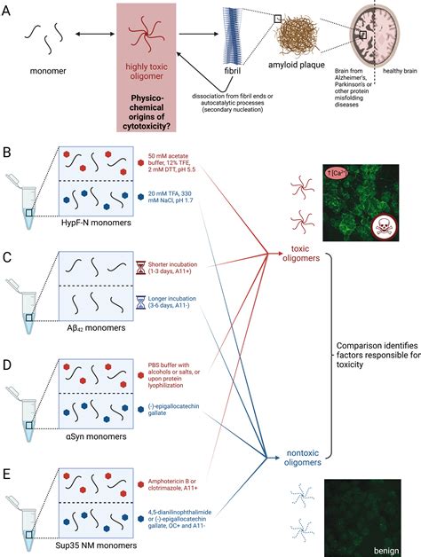 Characterization Of Pairs Of Toxic And Nontoxic Misfolded Protein